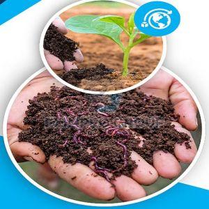 Vermicompost Fertilizer