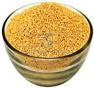 Yellow Mustard Seeds