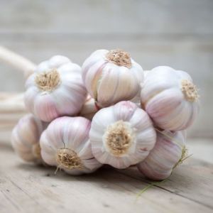 Fresh Garlic