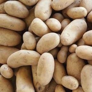 Fresh Santana Potato