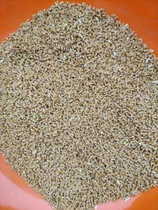 Pusa Tejas Wheat Seeds