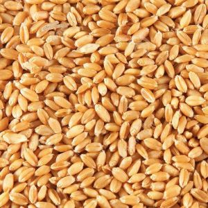 GW 513 Wheat Seeds