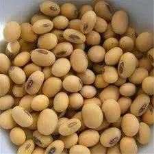 JS 2117 Soybean Seeds