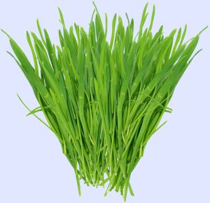 Organic Wheat Grass