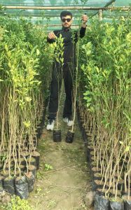 Orange Grafted Plant