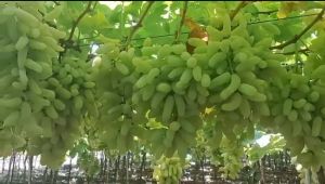 Fresh Green Seedless Table Grapes