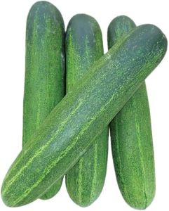Fresh A Grade Cucumber