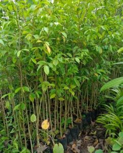 2 Feet Agarwood Plant