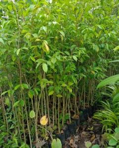 5 Feet Agarwood Plant