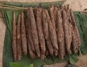 Teak Stamp Plant