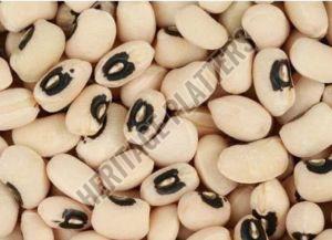 Cow Peas