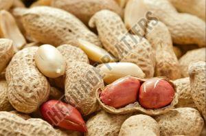 Raw Groundnut