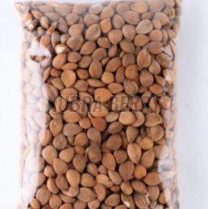 Apricot Kernels