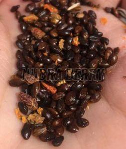Sea Buckthorn Seeds