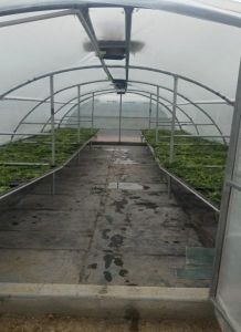 Solar Tunnel Dryer