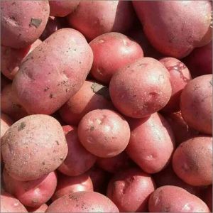 Fresh Lady Rosetta Potato