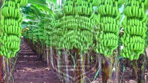 A Grade Green Banana