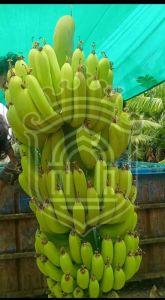 Fresh Green Banana