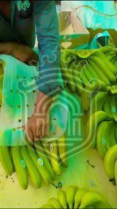 Fresh Green Banana