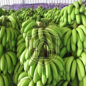 Fresh Green Banana