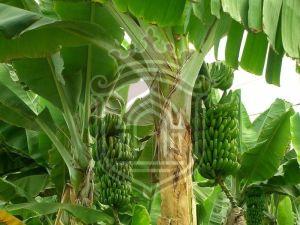 A Grade Green Banana