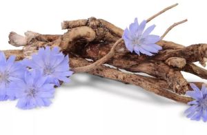 Cichorium Intybus Seed Extract