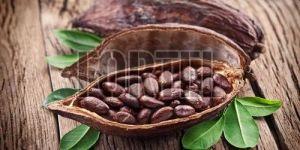 Cocoa Beans