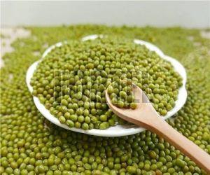 green mung beans
