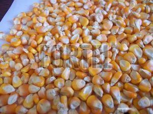 Premium Yellow Corn