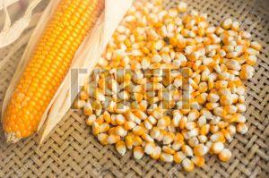 Premium Yellow Corn