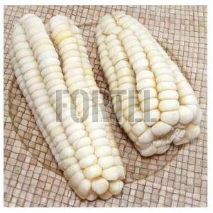 Non-GMO White Maize Corn - Sustainably Sourced and Rich In Nutrients