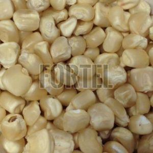 Non-GMO White Maize Corn - Sustainably Sourced and Rich In Nutrients