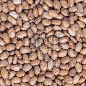 Premium Grade Pinto Beans Bulk Supply