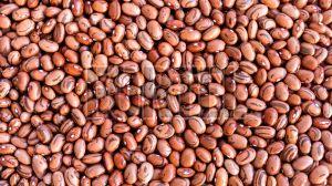 Premium Grade Pinto Beans Bulk Supply