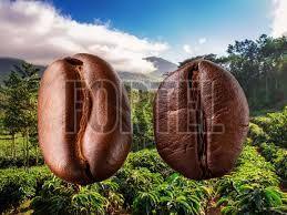 Robusta Coffee