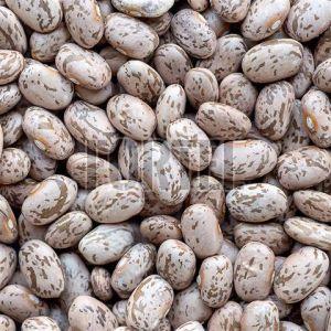 Top Grade Pinto Beans