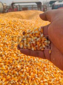 Pure Golden Corn