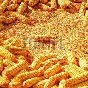 Pure Golden Corn