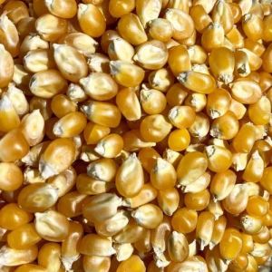 A Grade Maize Seeds