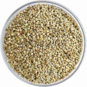 Millet Seeds