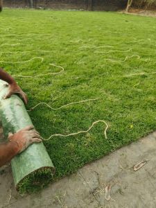 Selection Grass