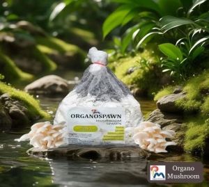 White Oyster Mushroom Spawn