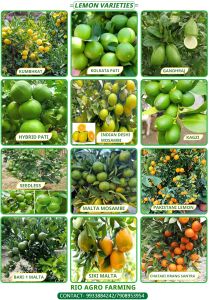 Rambutan Fruit Plant
