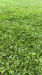 Natural Shade Grass