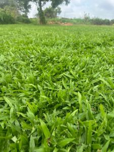 Natural Shade Grass