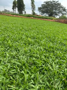 Natural Shade Grass