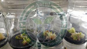Ajwa Tissue Culture Date Palm Plant
