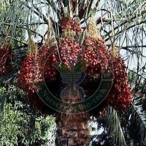 Amber Tissue Culture Date Palm Plant