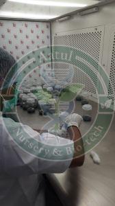 Khalas Tissue Culture Date Palm Plant
