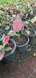Landscape Ornamental Palm Plant